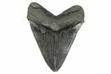 Serrated, Fossil Megalodon Tooth - South Carolina #175937-2